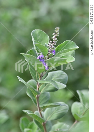 Vitex rotundifolia Vitex rotundifolia 143171153