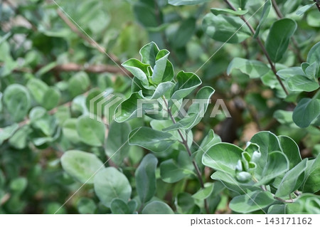 圓葉牡荊 圓葉牡荊 143171162