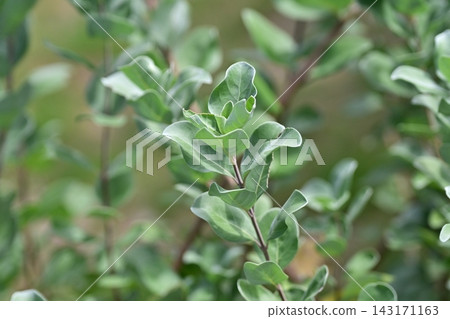圓葉牡荊 143171163