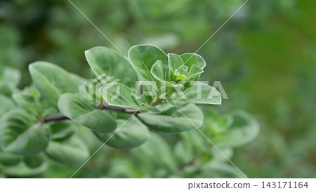 圓葉牡荊 圓葉牡荊 143171164
