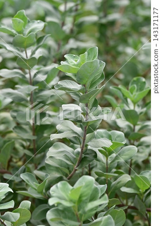 圓葉牡荊 圓葉牡荊 143171177