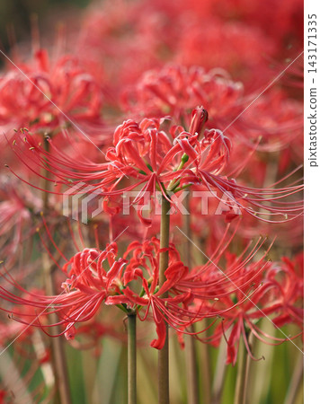 Red spider lily (Lycoris radiata) Red spider lily (Lycoris radiata) 143171335