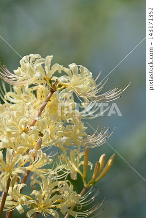 Red spider lily (Lycoris radiata) Red spider lily (Lycoris radiata) 143171352