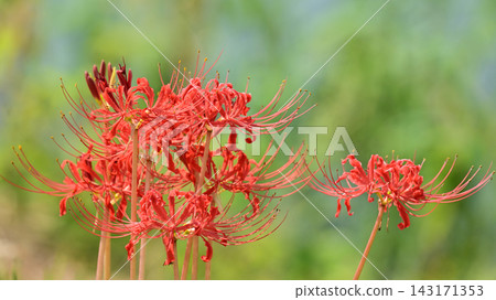 Red spider lily (Lycoris radiata) Red spider lily (Lycoris radiata) 143171353