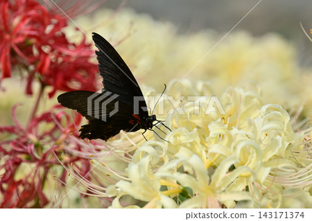 Red spider lily (Lycoris radiata) Red spider lily (Lycoris radiata) 143171374