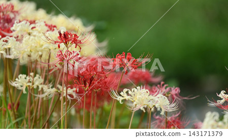 Red spider lily (Lycoris radiata) Red spider lily (Lycoris radiata) 143171379