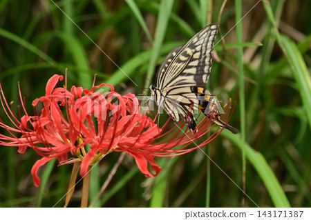 Red spider lily (Lycoris radiata) Red spider lily (Lycoris radiata) 143171387