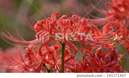 Red spider lily (Lycoris radiata) Red spider lily (Lycoris radiata) 143171407