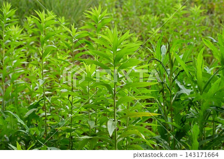 Vacant lot, wasteland, weeds, land, real estate, vacant lot 143171664
