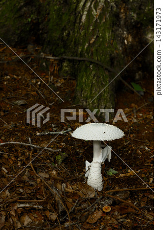 索白鬼竹 143171973