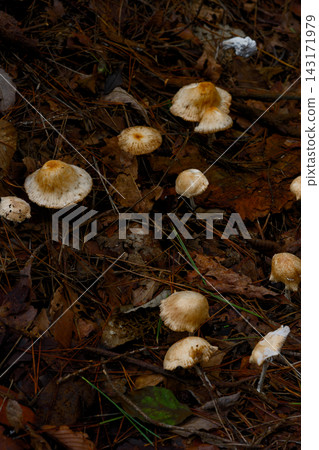 成簇生長的小蘑菇 成簇生長的小蘑菇 143171979
