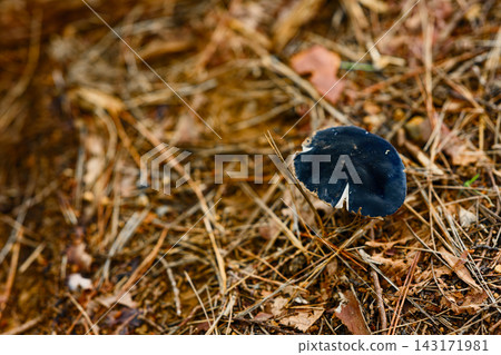 Entoloma sinua Entoloma sinua 143171981