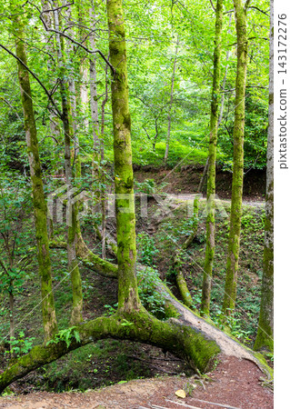 tulip trees over ravine in Batumi Botanical Garden 143172276