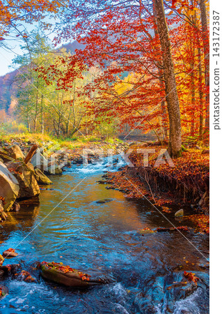 landscape in mountains, forest and a river in front. beautiful view in autumn. fresh water in the beech forest of Carpathian mountains. sunny weather, rocky shore landscape in mountains, forest and a river in front. beautiful view in autumn. fresh water in the beech forest of Carpathian mountains. sunny weather, rocky shore 143172387
