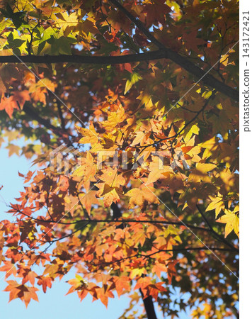 Autumn leaves (autumn image) Autumn leaves (autumn image) 143172421