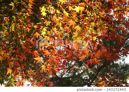 Autumn leaves (autumn image) Autumn leaves (autumn image) 143172443