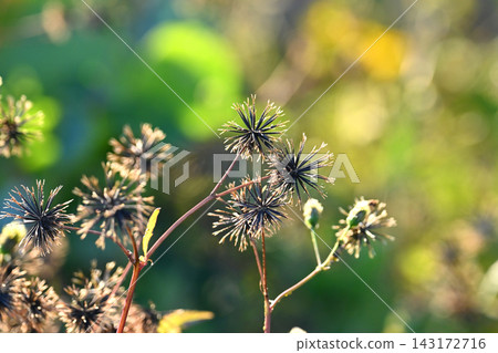 Bidens sieboldii (genus Bidens) - Barren land - Land for sale 143172716