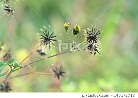Bidens sieboldii (genus Bidens) - Barren land - Land for sale 143172718