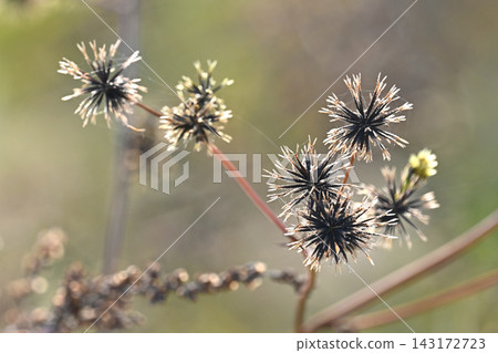 Bidens sieboldii (genus Bidens) - Barren land - Land for sale 143172723