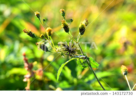 Bidens sieboldii (genus Bidens) - Barren land - Land for sale 143172730