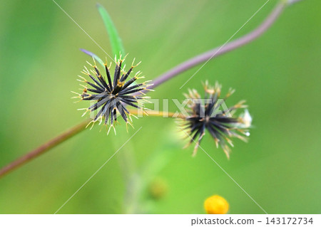 Bidens sieboldii (genus Bidens) - Barren land - Land for sale 143172734