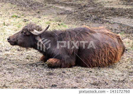 Water buffalo on farm ground 143172760