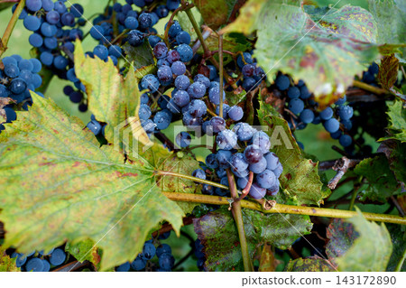 Blue grape clusters on green vine leaves in vineyard sunlight during harvest season, close up texture of ripening berries on vine for winemaking and fresh juice concepts 143172890