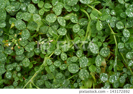 Fresh clover leaves with water droplets after rain in vibrant green close up Fresh clover leaves with water droplets after rain in vibrant green close up 143172892