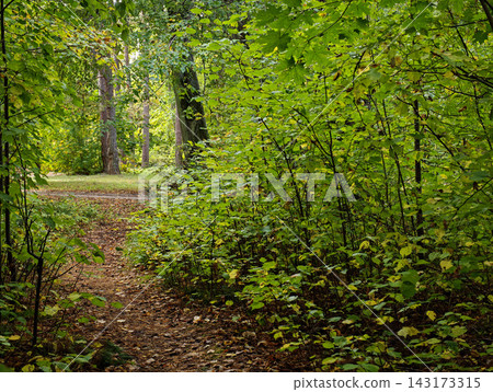 Quiet Walking Path Beneath Lush Green Forest Canopy Quiet Walking Path Beneath Lush Green Forest Canopy 143173315