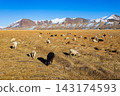 A flock of sheep and goats near the Murghab town 143174593