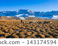 A flock of sheep and goats near the Murghab town 143174594