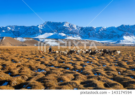 A flock of sheep and goats near the Murghab town 143174594