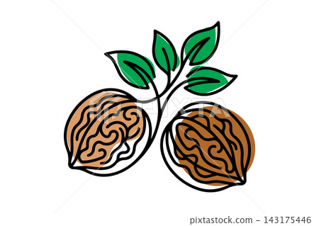 Walnuts illustration in vector line art drawing style 143175446