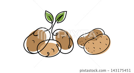 Potatoes illustration in vector line art drawing style 143175451