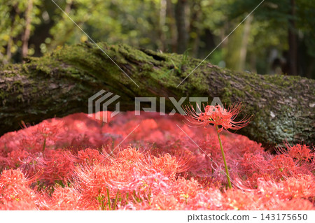 A cluster of spider lilies clinging to a fallen tree 143175650