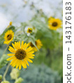 A single yellow sunflower blooms against a backdrop of summer greenery. 143176183