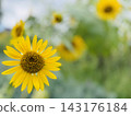 A single yellow sunflower blooms against a backdrop of summer greenery. 143176184