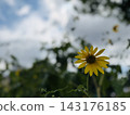 A single yellow sunflower blooms against a backdrop of summer greenery. 143176185