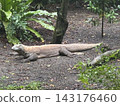 Komodo Dragon at Singapore Zoo 143176460