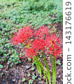 Red spider lilies blooming vividly amidst the autumn greenery. 143176619
