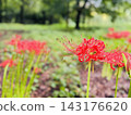 Red spider lilies blooming vividly amidst the autumn greenery. 143176620