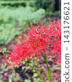 Red spider lilies blooming vividly amidst the autumn greenery. 143176621