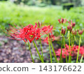 Red spider lilies blooming vividly amidst the autumn greenery. 143176622