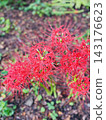 Red spider lilies blooming vividly amidst the autumn greenery. 143176623