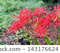 Red spider lilies blooming vividly amidst the autumn greenery. 143176624