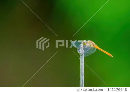 A red dragonfly and a green background signal the arrival of early autumn. 143176648