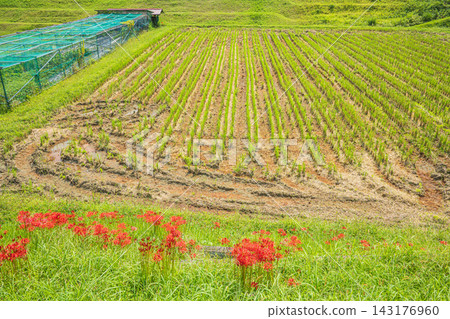 Red spider lilies blooming on the banks of terraced rice fields in Ikadachi, Otsu City, Shiga Prefecture Red spider lilies blooming on the banks of terraced rice fields in Ikadachi, Otsu City, Shiga Prefecture 143176960