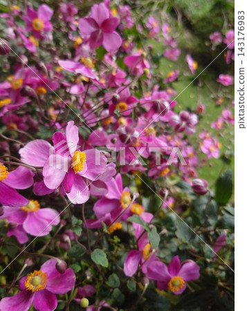 Shumayigiku in full bloom Shumayigiku in full bloom 143176983