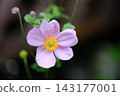 Japanese anemone flowers 143177001