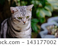 A cat staring at you 143177002